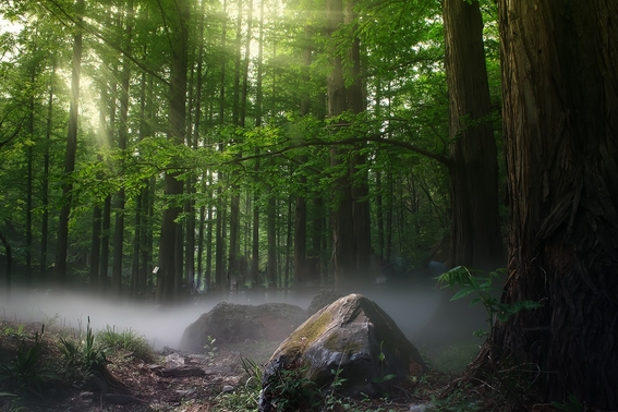environment-fog-foggy-1083515